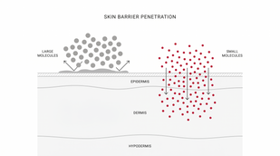 The Absorption Mechanism